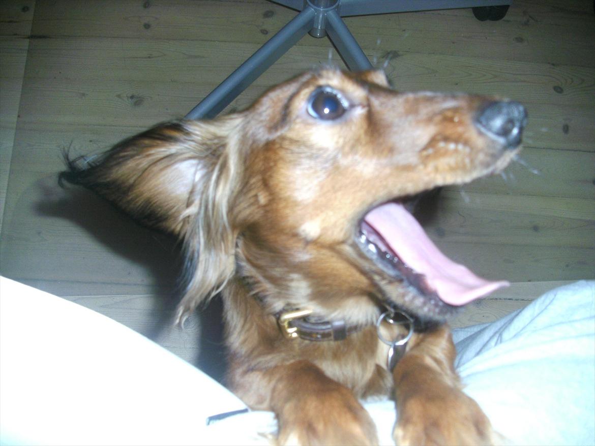 Dværggravhund Fie billede 6