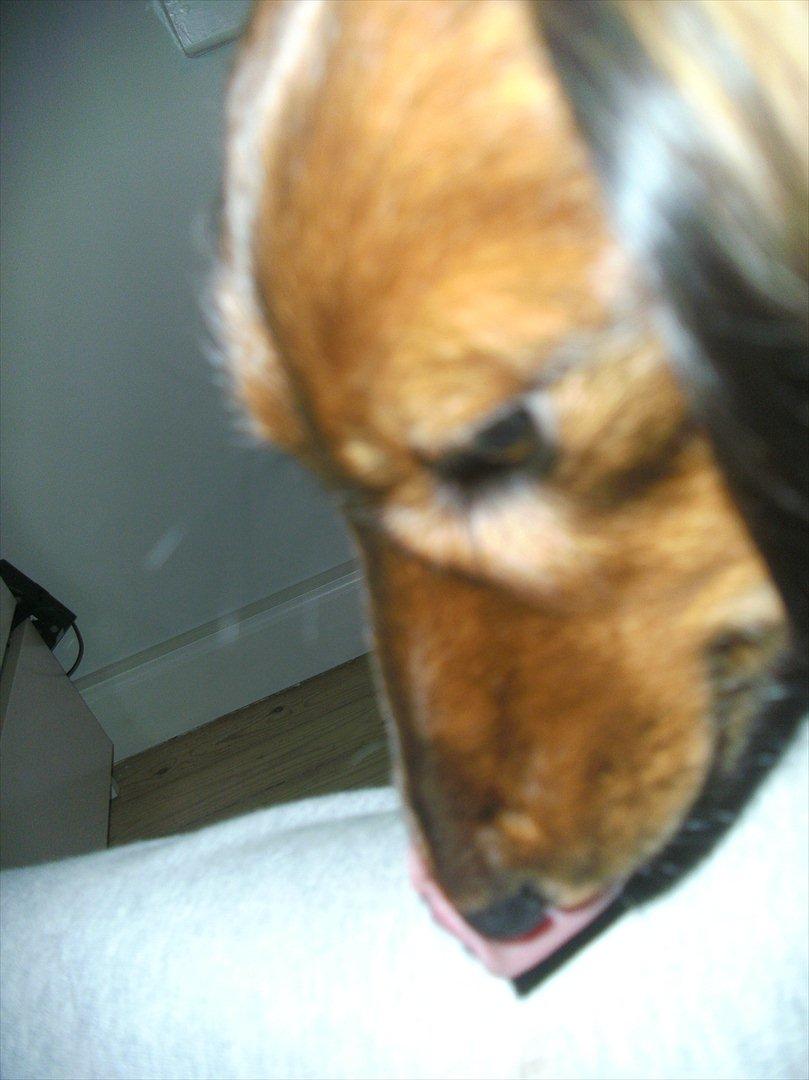 Dværggravhund Fie billede 7