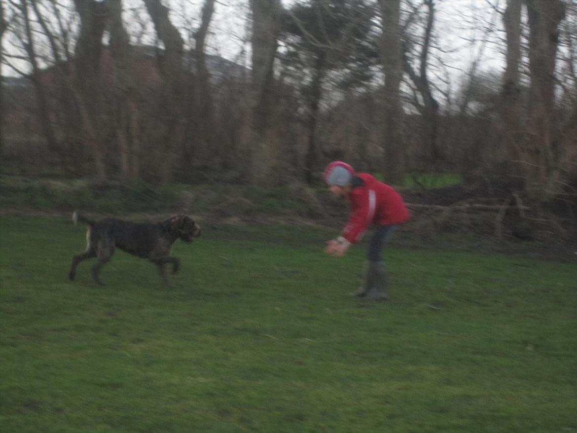Ruhåret hønsehund Birkemosens Luchs billede 19