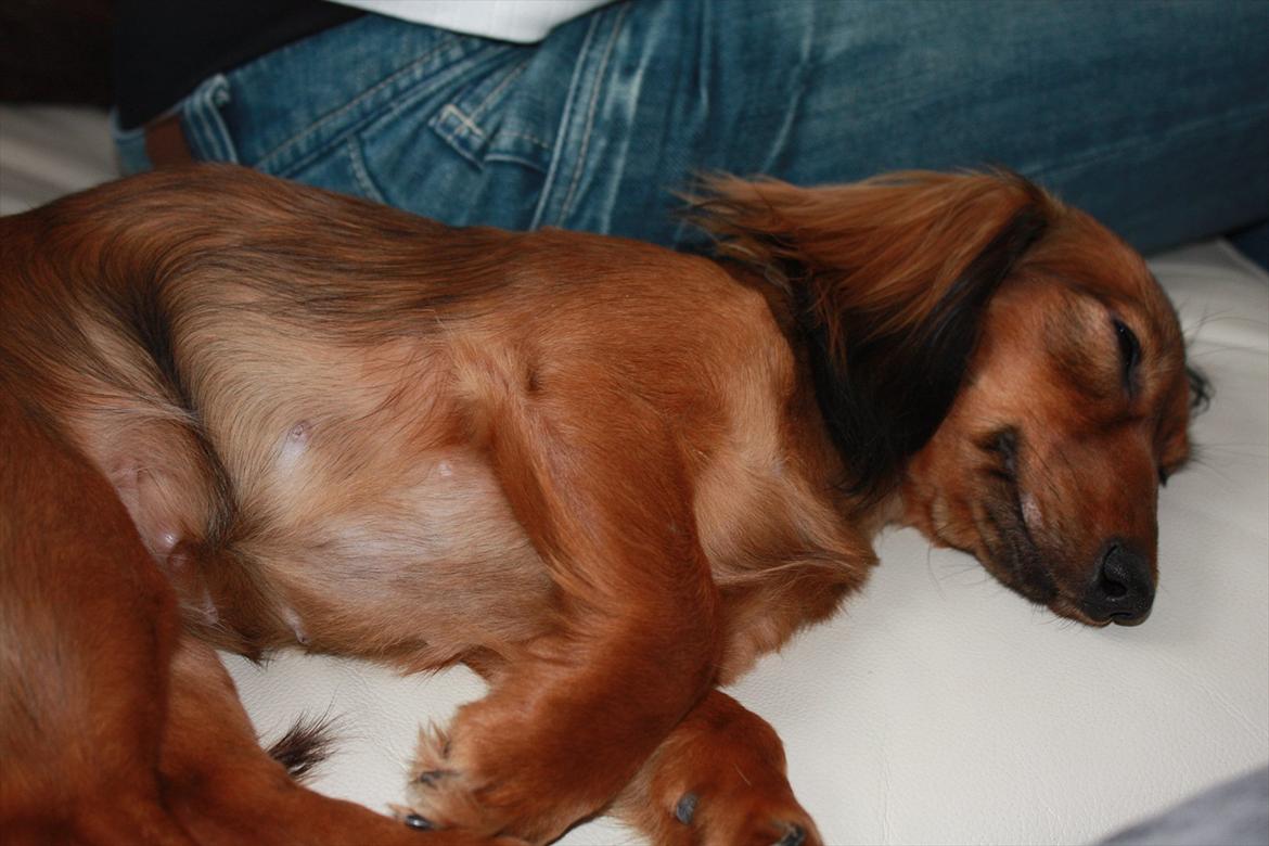 Dværggravhund Fie billede 8