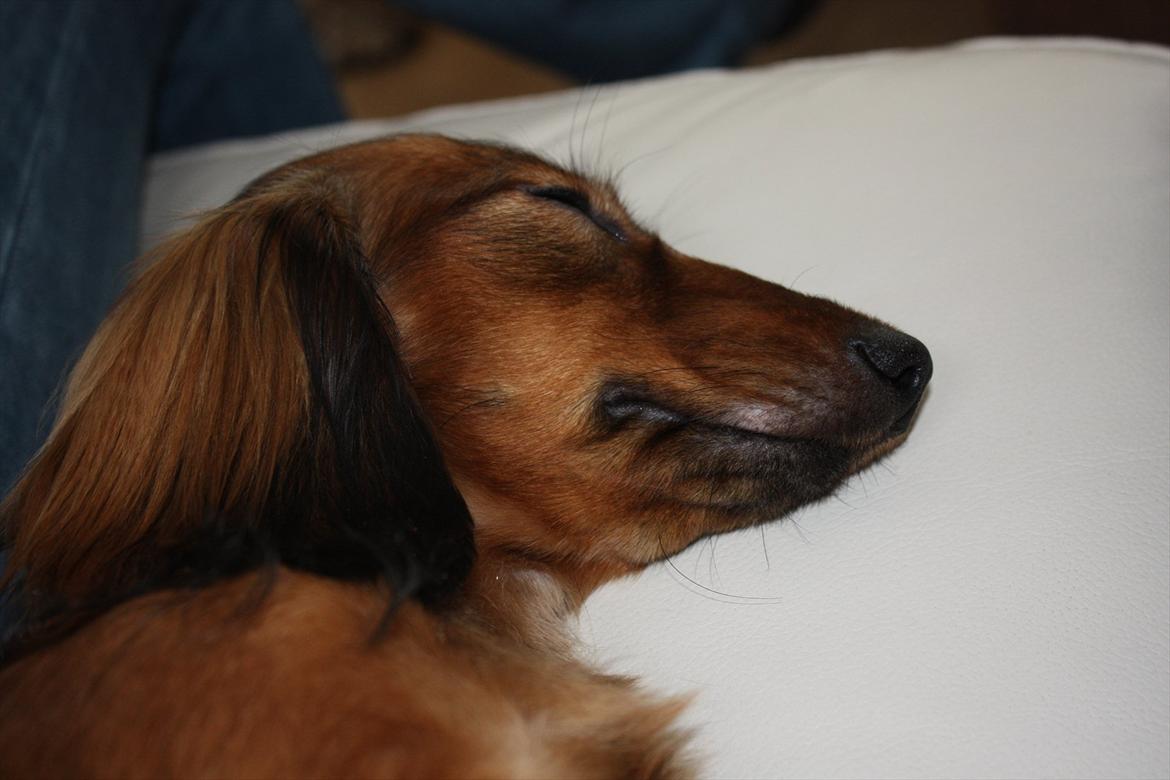 Dværggravhund Fie billede 9