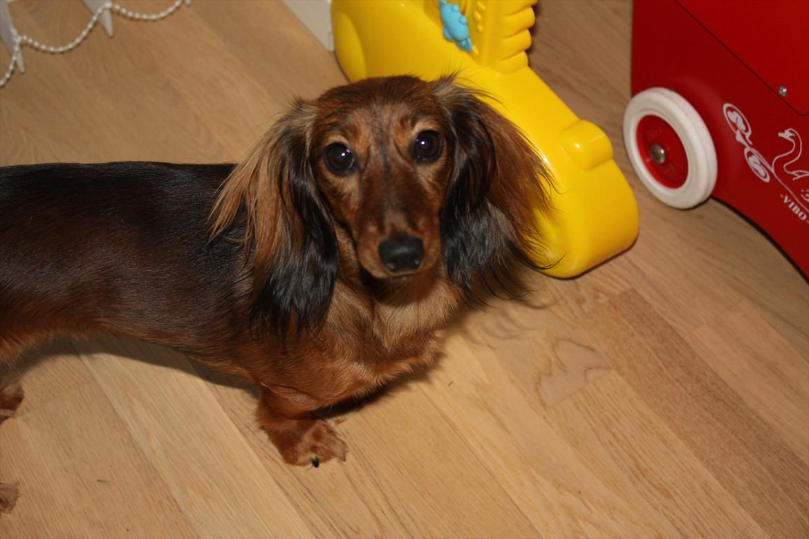 Dværggravhund Fie billede 10