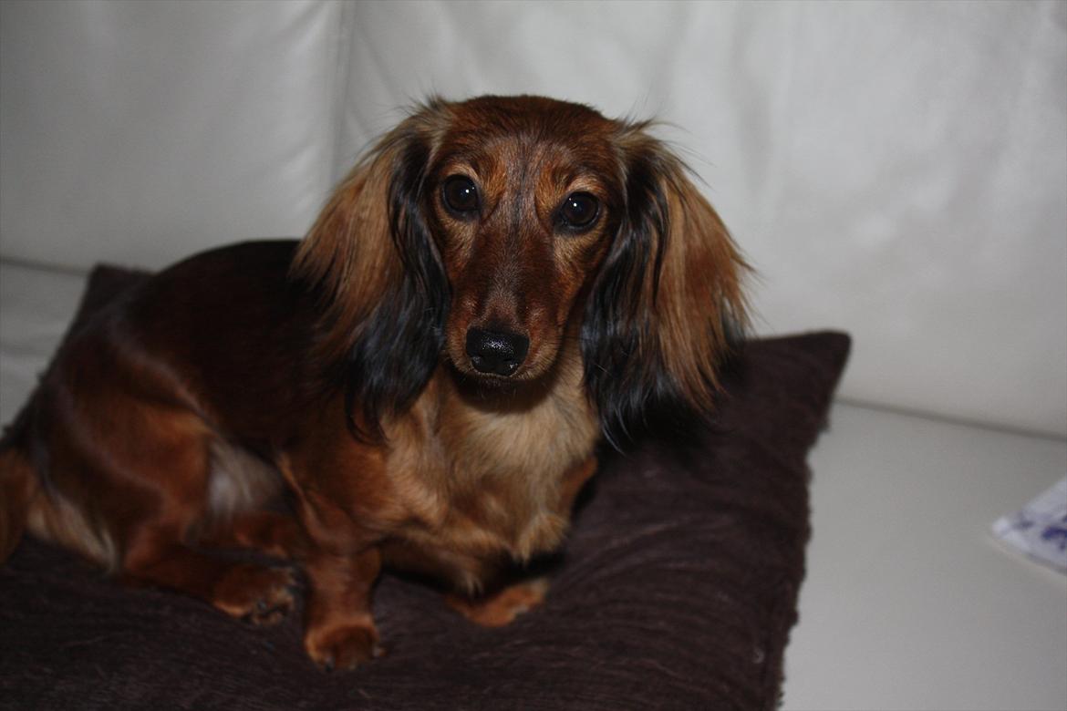 Dværggravhund Fie billede 11