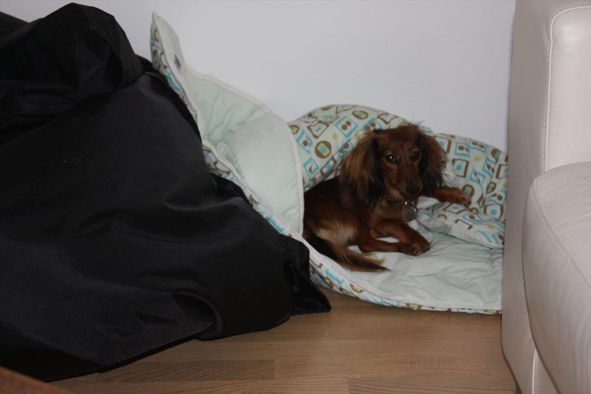 Dværggravhund Fie billede 12