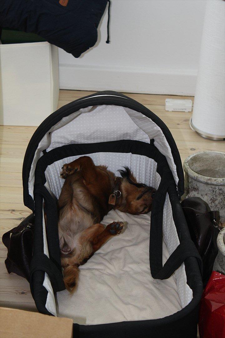 Dværggravhund Fie billede 13