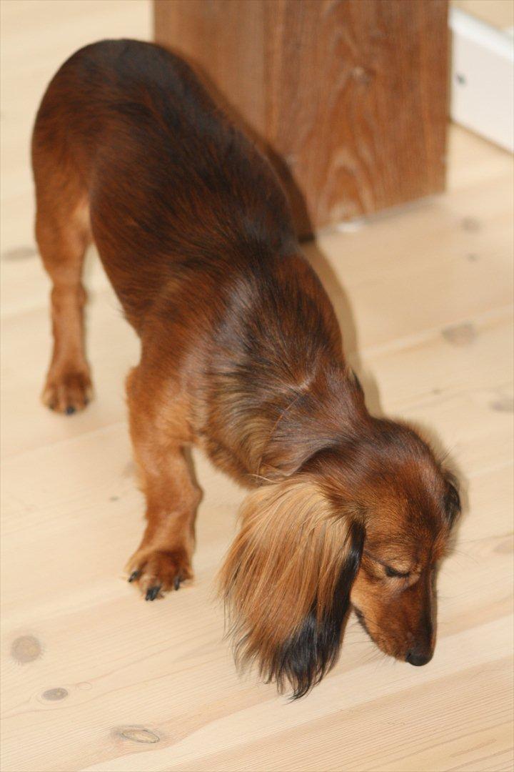 Dværggravhund Fie billede 14