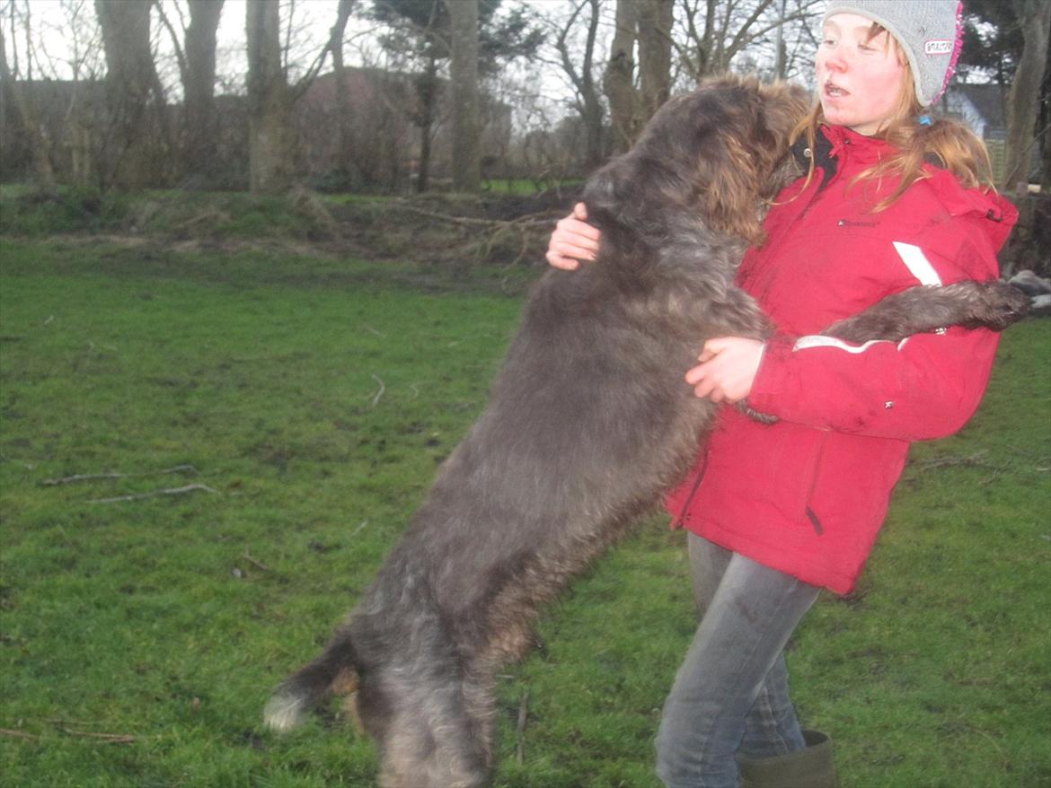 Ruhåret hønsehund Birkemosens Luchs billede 16