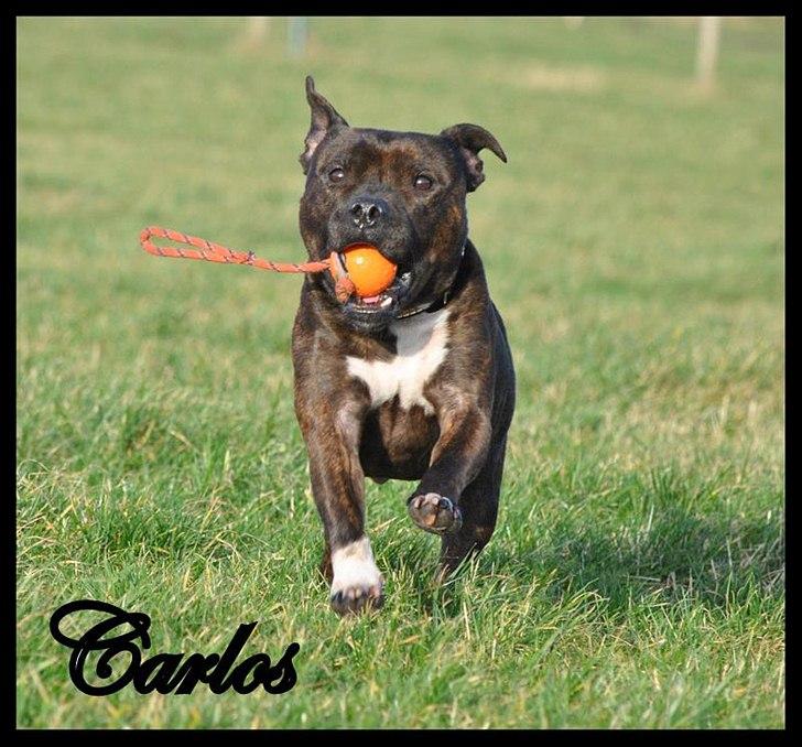 Staffordshire bull terrier Carlos  billede 20