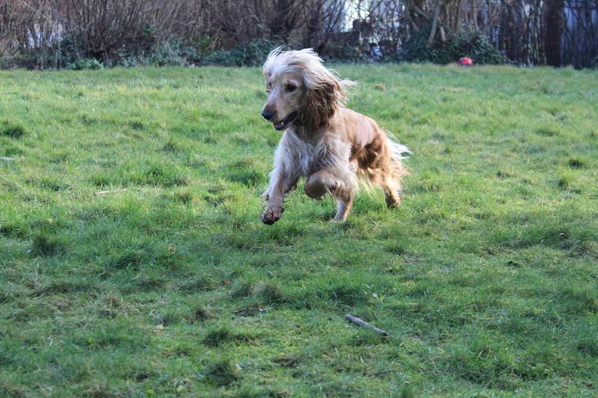 Cocker spaniel Wilma I: billede 15