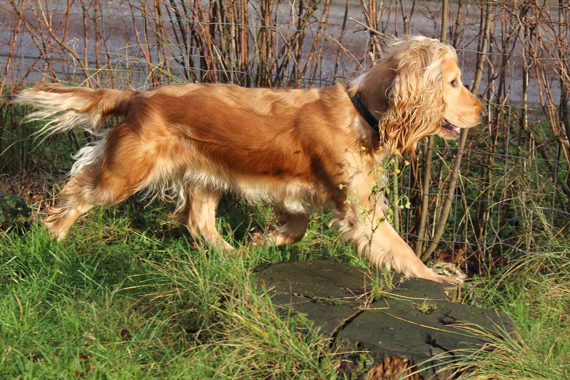 Cocker spaniel Wilma I: billede 16