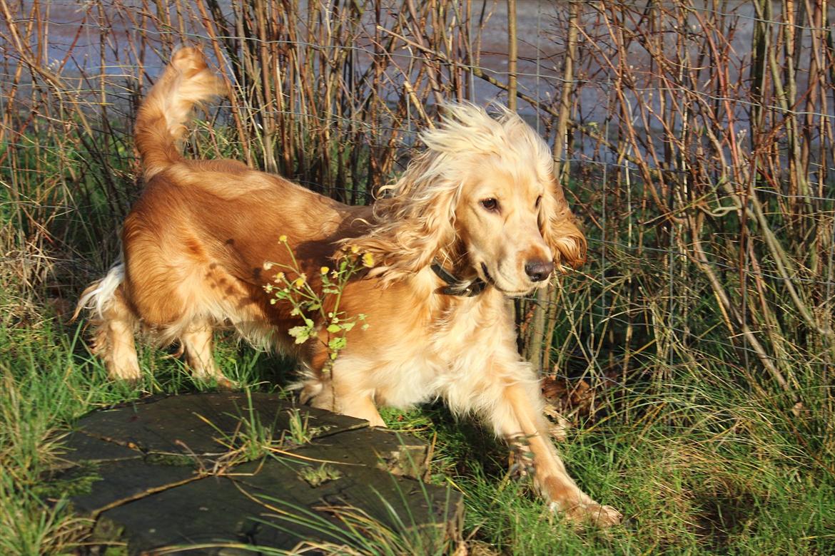 Cocker spaniel Wilma I: billede 17