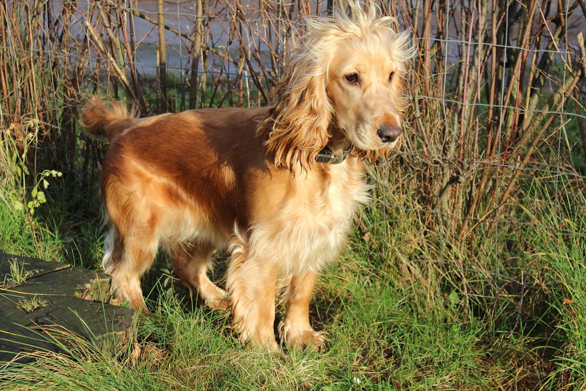 Cocker spaniel Wilma I: billede 18