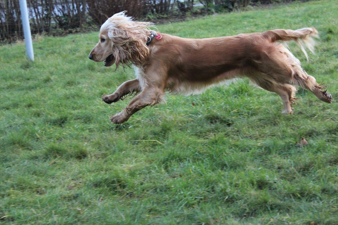 Cocker spaniel Wilma I: billede 19