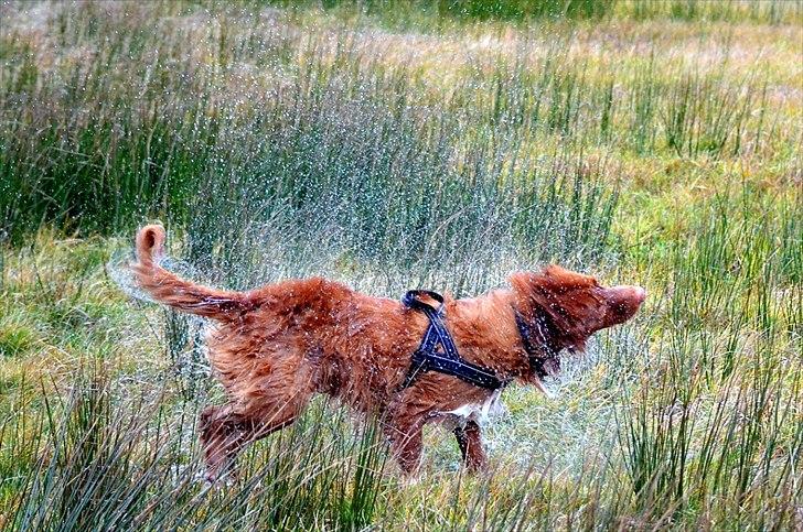 Nova scotia duck tolling retriever Eddie - Et nyt billede af Eddie, han fandt et hyggeligt vandhul under en gåtur i juledagene. billede 20