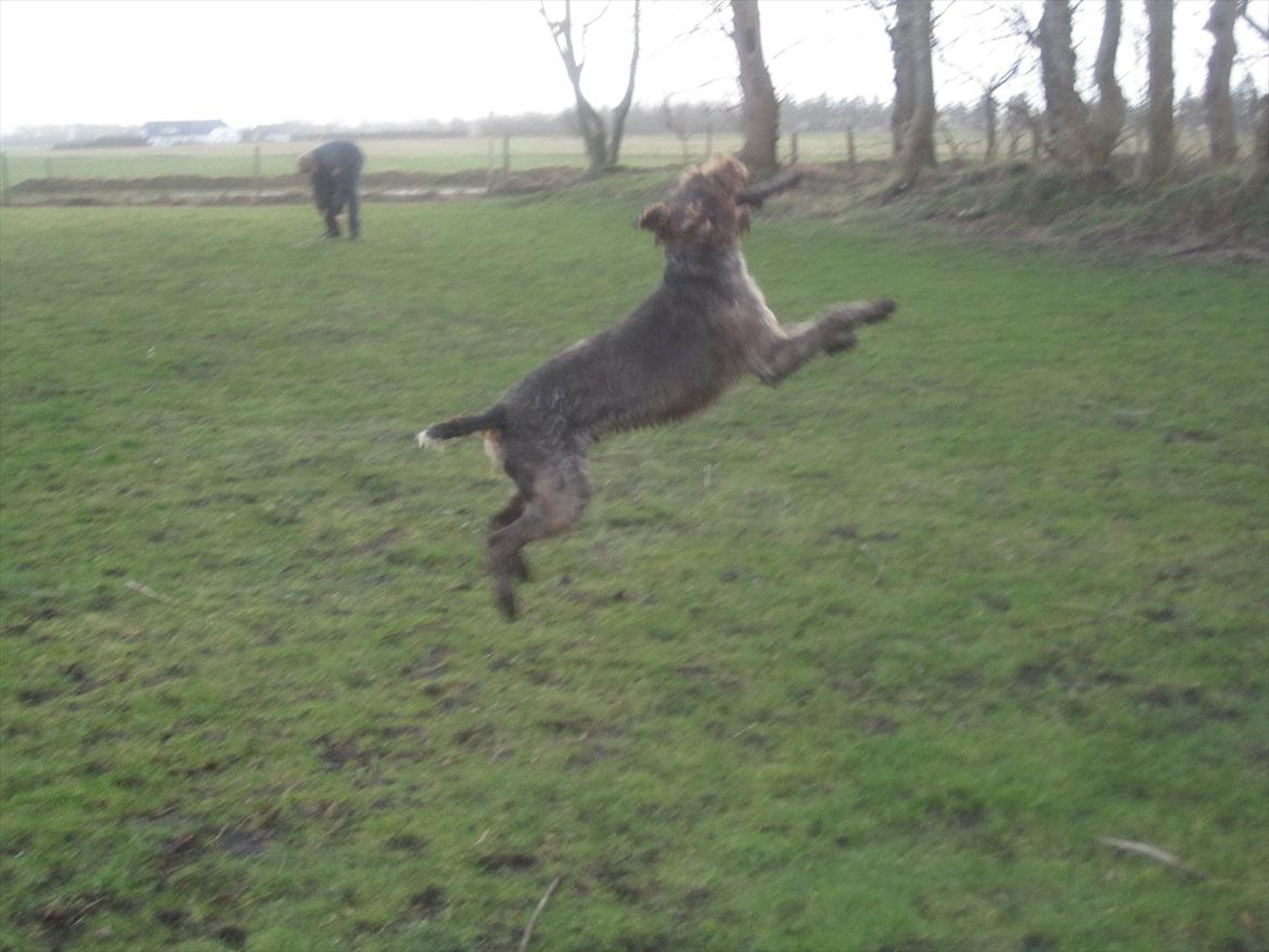 Ruhåret hønsehund Birkemosens Luchs billede 15