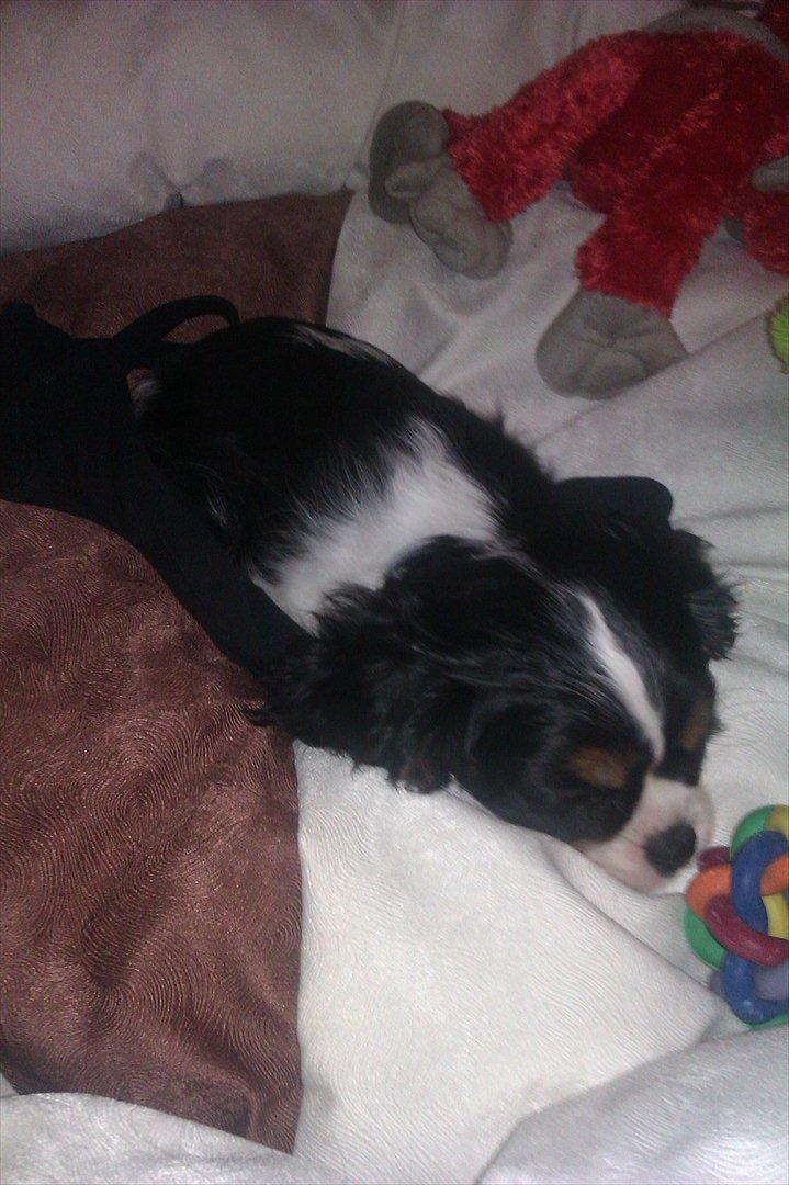 Cavalier king charles spaniel Fiona <3 <3  :* billede 12