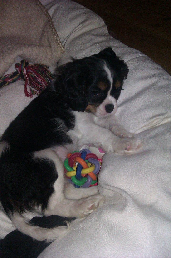 Cavalier king charles spaniel Fiona <3 <3  :* billede 13