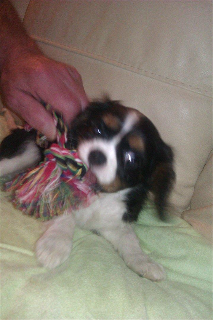 Cavalier king charles spaniel Fiona <3 <3  :* billede 14
