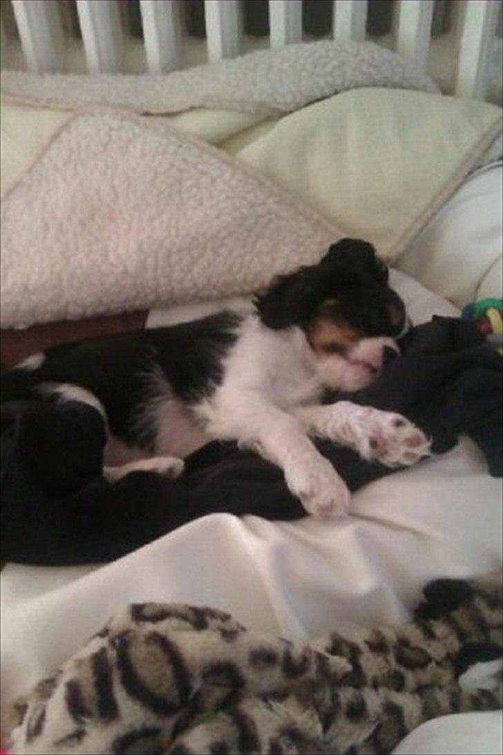 Cavalier king charles spaniel Fiona <3 <3  :* billede 15
