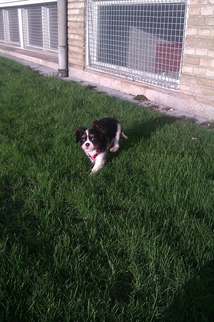 Cavalier king charles spaniel Fiona <3 <3  :* billede 16