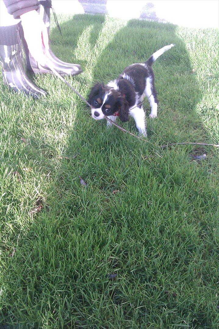 Cavalier king charles spaniel Fiona <3 <3  :* billede 17