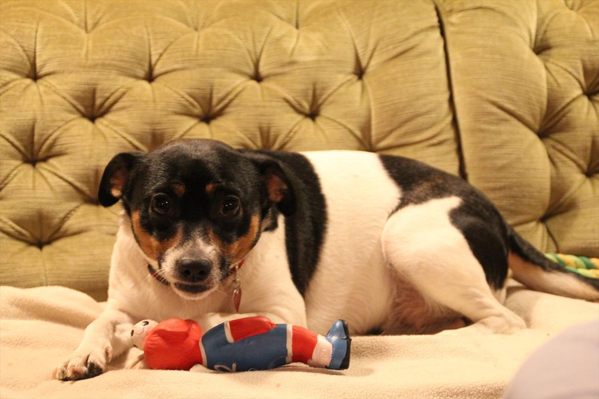 Dansk svensk gaardhund Molly billede 4