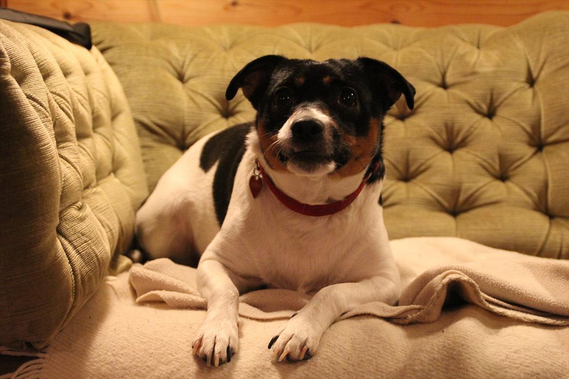 Dansk svensk gaardhund Molly - Love you!<3 billede 6