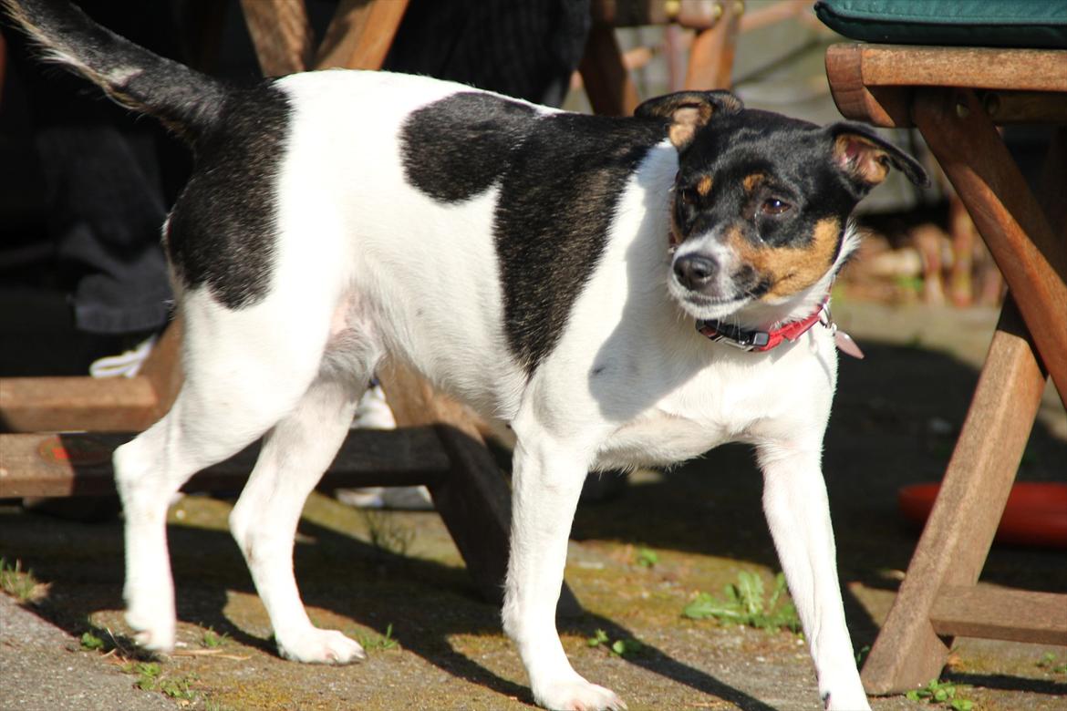 Dansk svensk gaardhund Molly billede 10