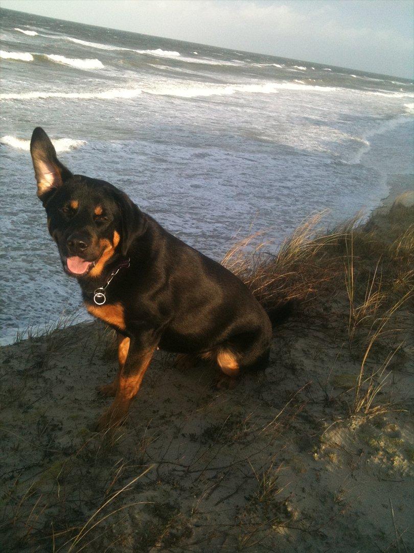 Blanding af racer Mica - det blæste så meget at øret stod op ;o) billede 14