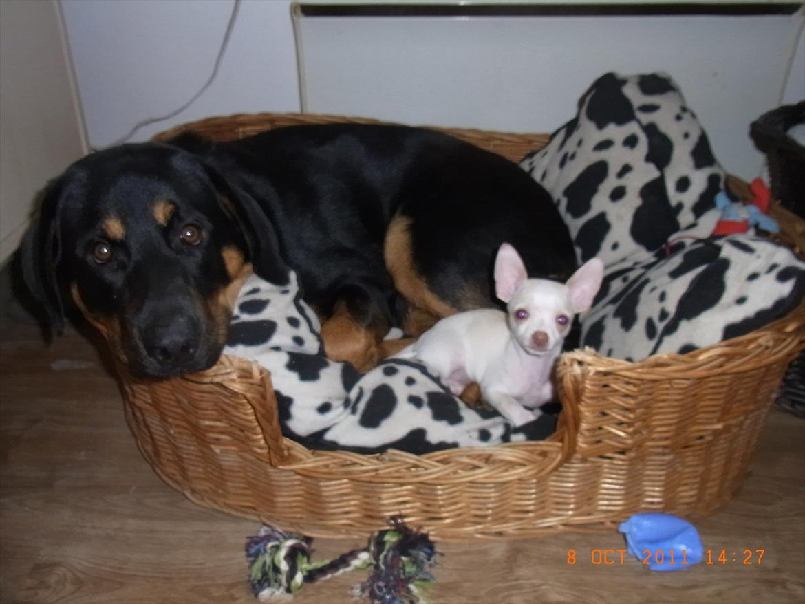 Blanding af racer Mica - her ligger vi godt billede 16