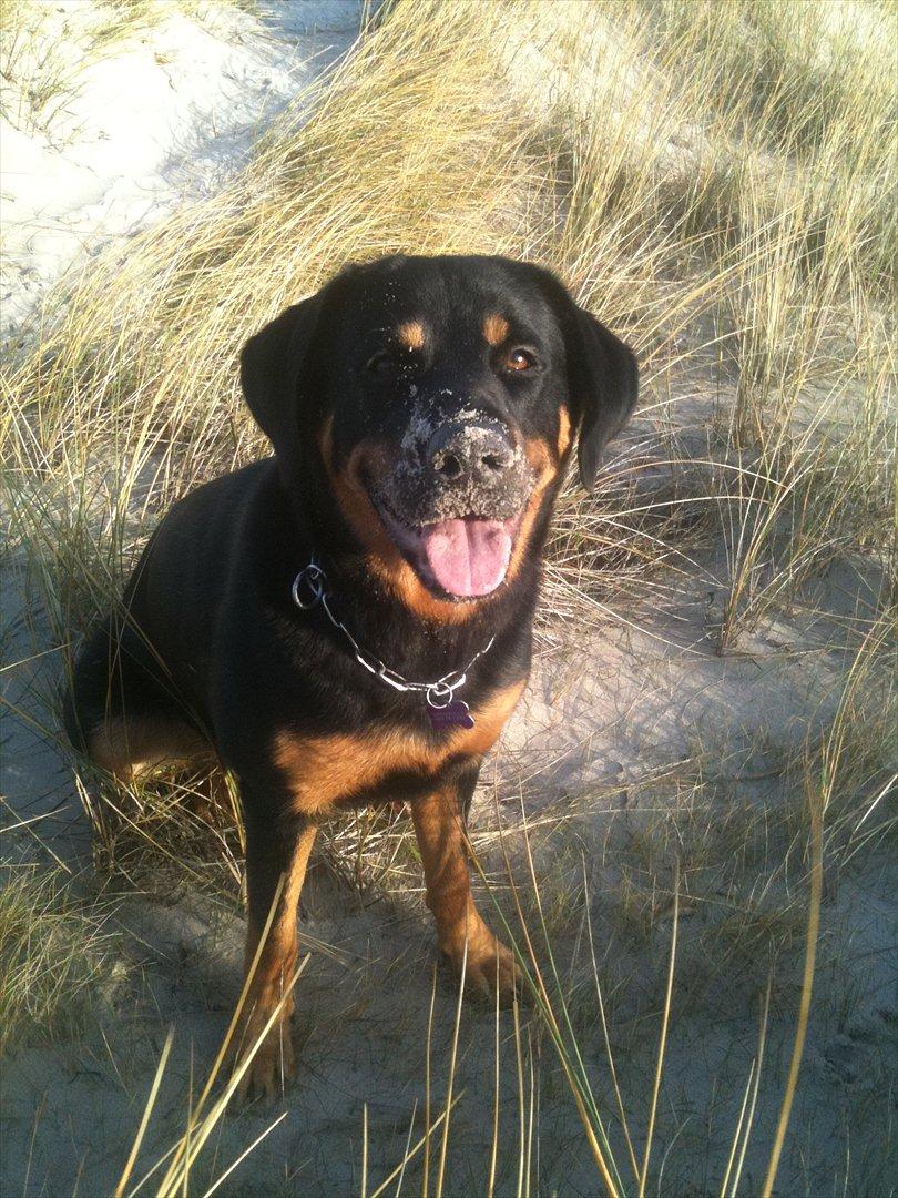 Blanding af racer Mica - sand i hele hoved..hæ hæ  billede 17