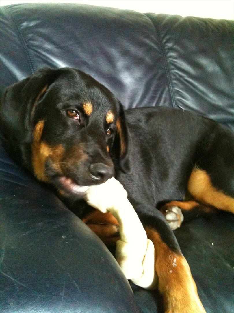 Blanding af racer Mica billede 19