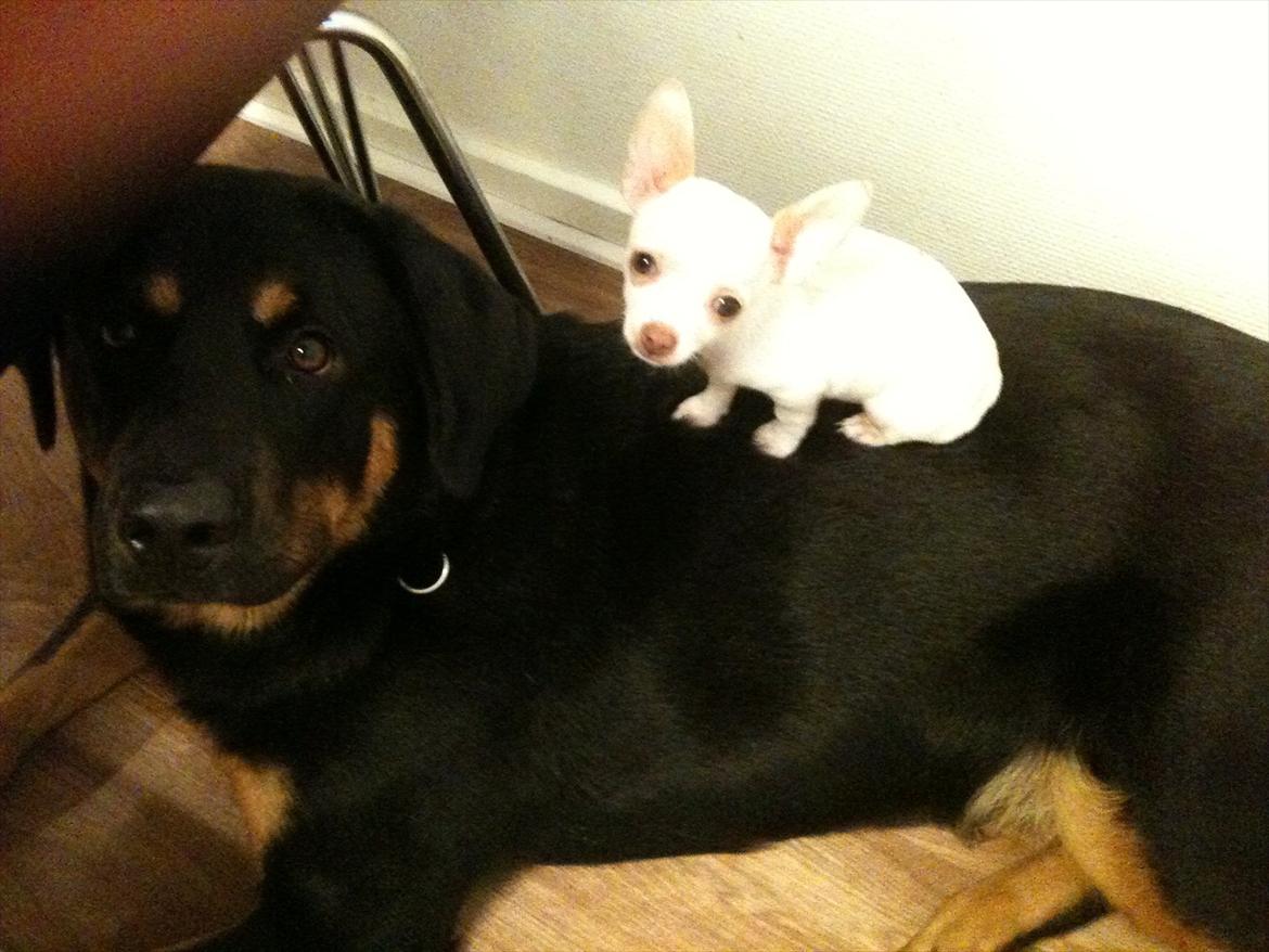 Blanding af racer Mica - utroligt hun finder sig i det..smiler... billede 20