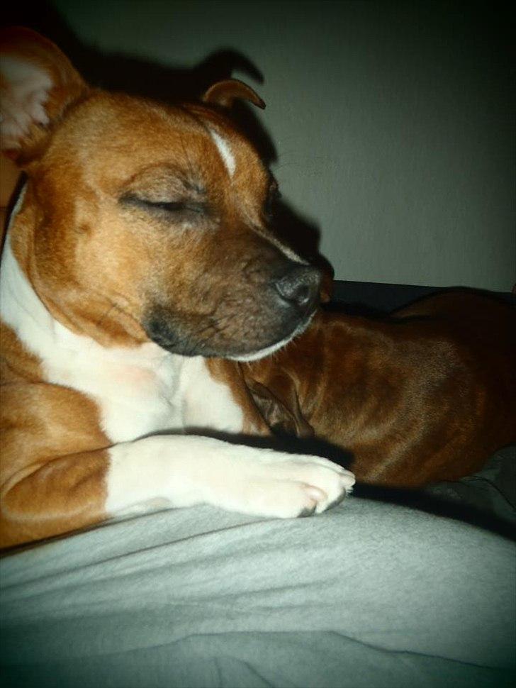 Staffordshire bull terrier Kronsäter's Garfield - Cooper billede 20