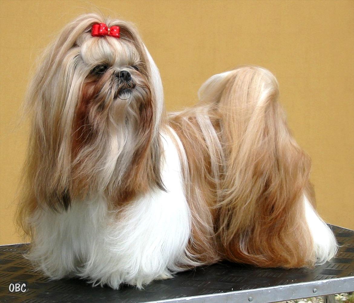 Shih tzu DKCH DCH VDHCH KLBCH INTCH Big Choice First Mei-Li - Mei-Li
Hun er fra vores første kuld, og blev 1.generation i en utrolig udstillingskarriere. billede 1