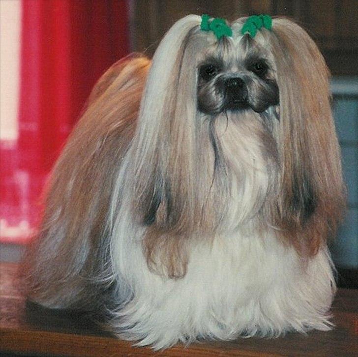 Shih tzu DKCH DCH VDHCH KLBCH INTCH Big Choice First Mei-Li - Mei-Li
Klar til rejse til Nordnorge for at blive parret til sit 4. og sidste kuld billede 2