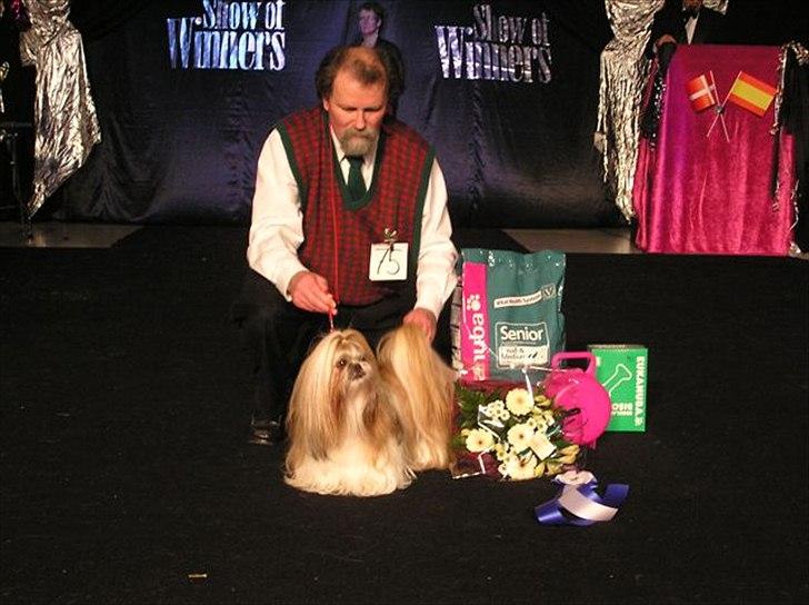 Shih tzu DKCH DCH VDHCH KLBCH INTCH Big Choice First Mei-Li - Mei-Li
BIS-2 Veteran - Show of Winners 2004.
I 2005 blev hun igen BIS-2 og i 2006 blev hun BIS-1 ved Show of Winners - 12 år gammel billede 3