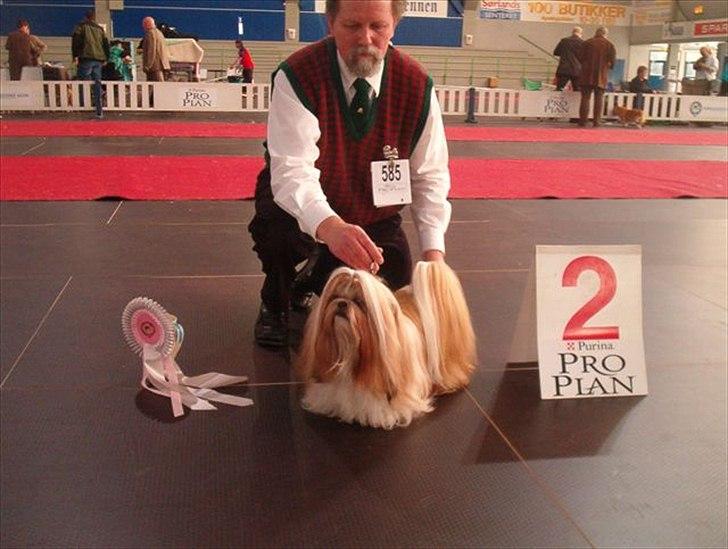 Shih tzu DKCH DCH VDHCH KLBCH INTCH Big Choice First Mei-Li - Mei-Li
BIS-2 Veteran på NKK's udstilling i Kristiansand. Havde hun udstillet i åben klasse var hun blevet Norsk CH. billede 4