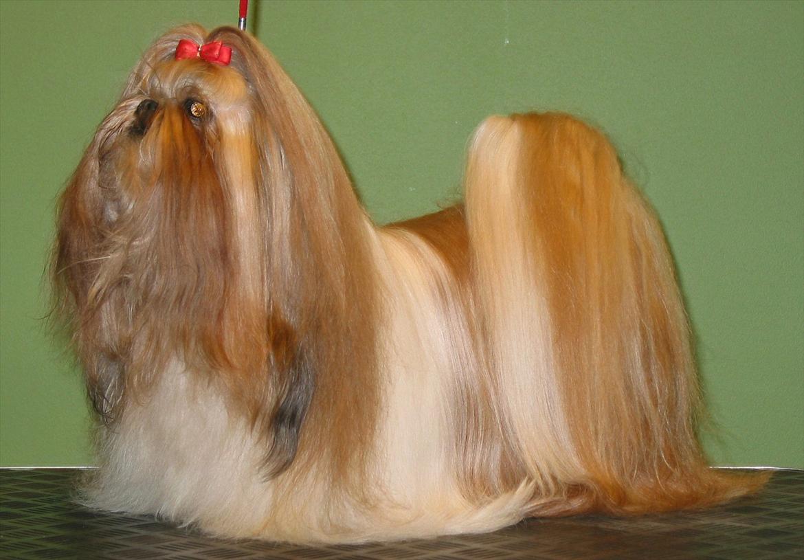 Shih tzu DKCH DCH VDHCH KLBCH INTCH Big Choice First Mei-Li - Mei-Li
Næsten 12 år. på denne udstilling  fik hun sit sidste BIR (i alt 16 BIR og 33 BIM). Vi opnåede at stå BIR og BIM med Mei-Li og hendes søn 25 gange.
Her blev hun BIR, BIS-1 veteran samt BIS-3. Sønnen blev BIM og BIS-1 Senior. Et barnebarn blev BIS-1 billede 5