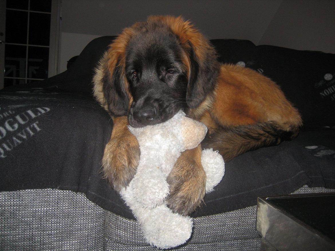 Leonberger Maggie - Teddy, Maggie's ynglingsbamse! Hun bruger den når hun skal slappe af og sove :) billede 15