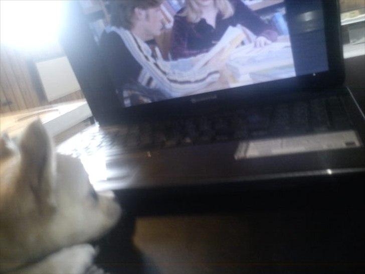 Chihuahua Fonzie - Fonzie ser sabrina skolens heks med moar..:D billede 3