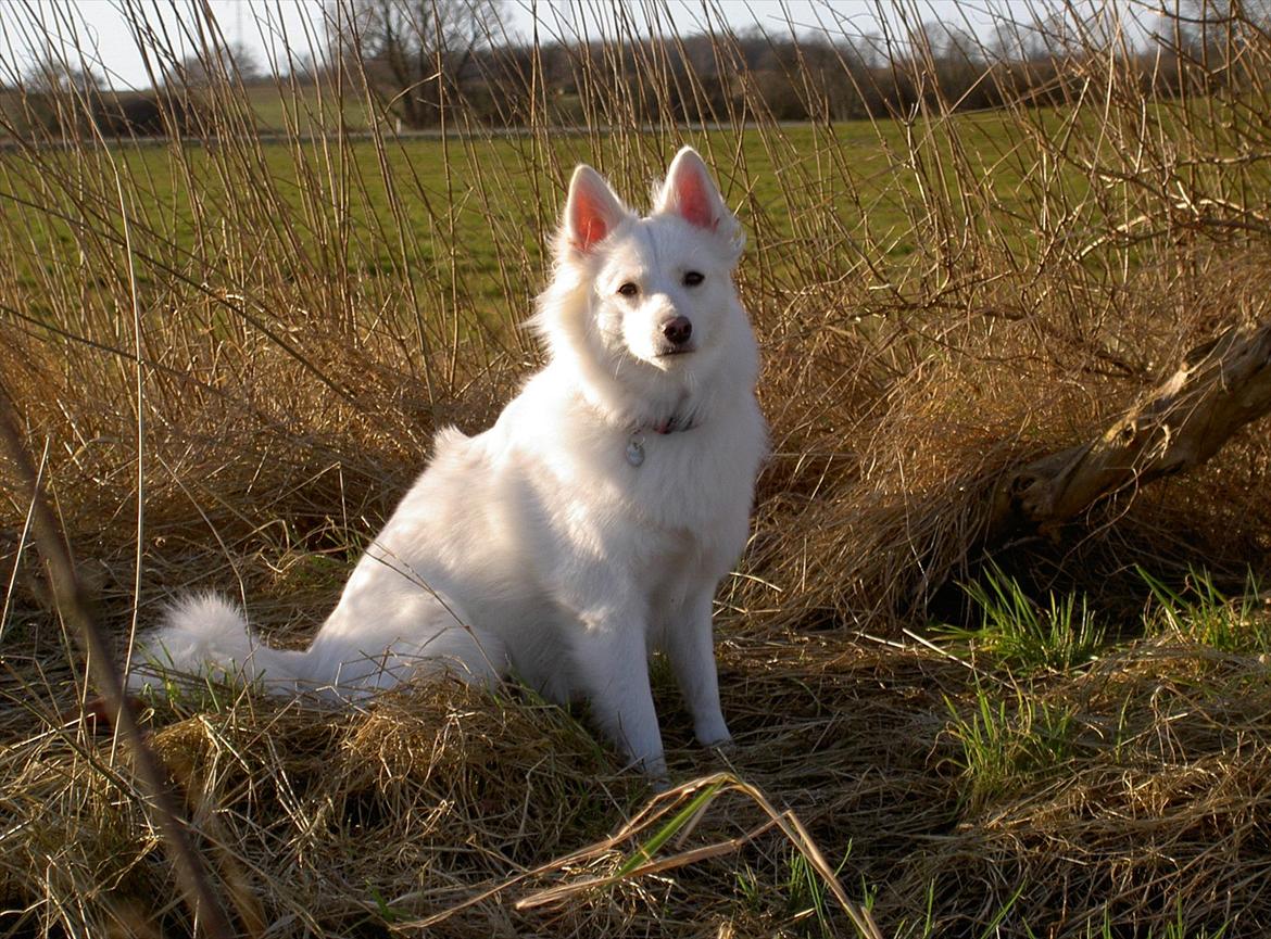 Dansk Spids Frida (Abby) - Er bare så flot billede 1