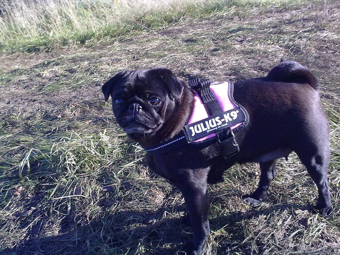 Mops Greenland's Emma billede 9