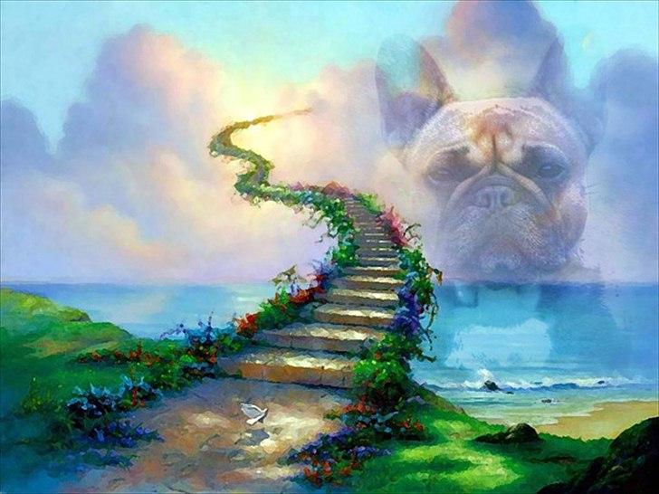 Fransk bulldog Bella. R.I.P. - R.I.P. Bella mus vi ses på den anden side vi savner dig så meget sov sødt min smukke pige. <3 <3 <3  billede 20