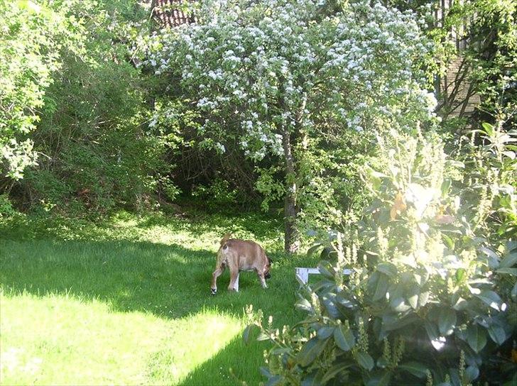 Blanding af racer Uncas billede 1