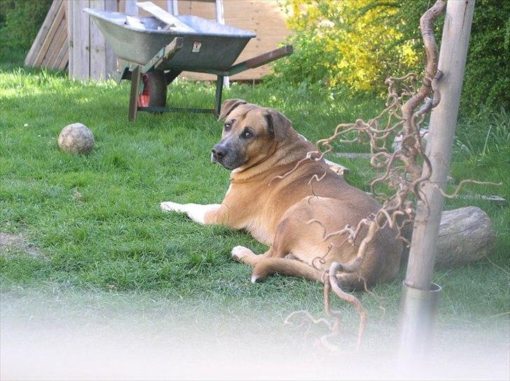 Blanding af racer Uncas billede 2