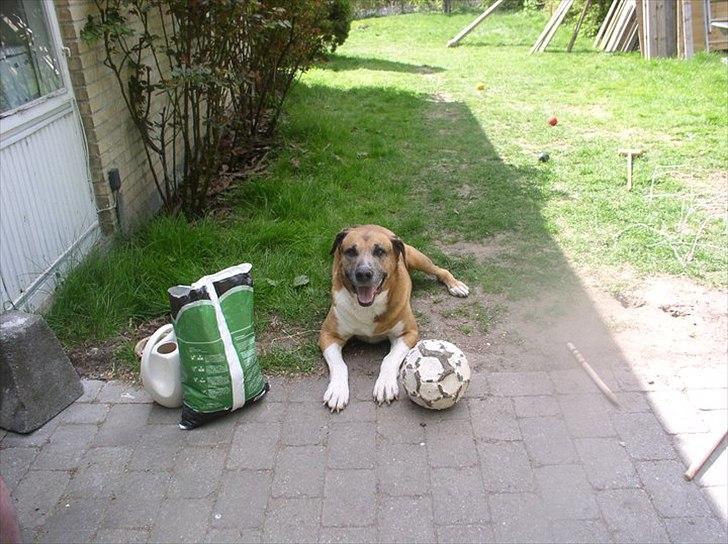 Blanding af racer Uncas - Yees fotomodel ;D billede 3