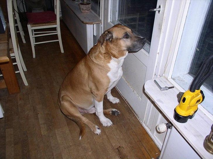 Blanding af racer Uncas - Glæder sig til at komme ud og lege billede 4