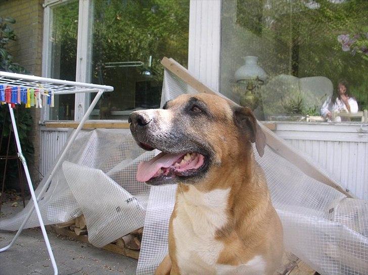 Blanding af racer Uncas - Så nyder vi solen billede 5