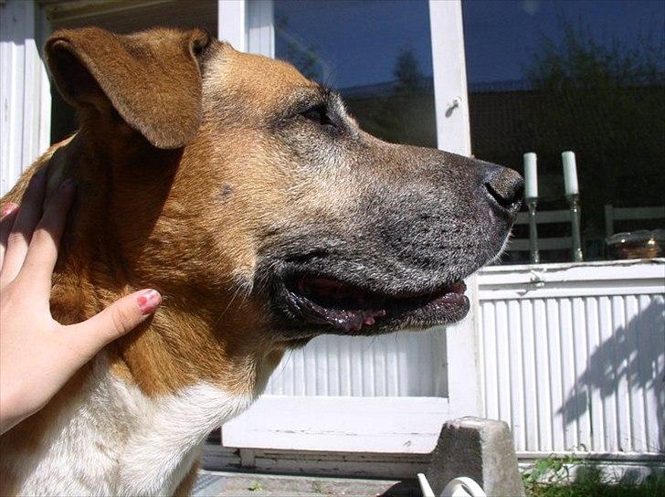 Blanding af racer Uncas billede 6